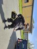 20240510 130145 Tungelem.jpg - 2024:05:10 13:01:45